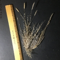 Polypogon interruptus
