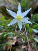 Erythronium citrinum var. citrinum