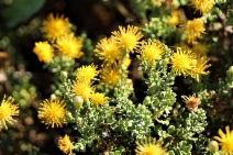 Ericameria cuneata