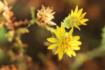 Hemizonia minthornii