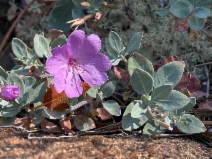 Epilobium rigidum