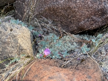 Epilobium rigidum