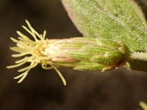 Brickellia californica