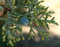 Juniperus occidentalis