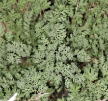 Descurainia pinnata