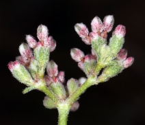 Eriogonum fasciculatum var. polifolium