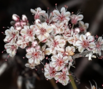 Eriogonum fasciculatum var. polifolium