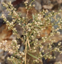 Artemisia dracunculus