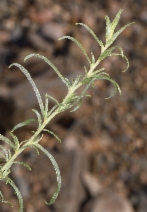 Artemisia dracunculus