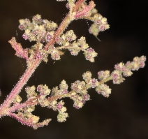 Dysphania botrys