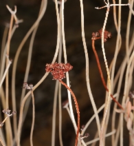 Eriogonum fasciculatum var. polifolium