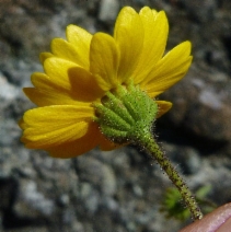 Layia gaillardioides