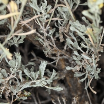 Artemisia tridentata