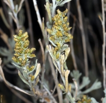 Artemisia tridentata
