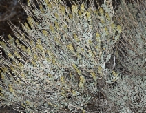 Artemisia tridentata