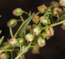 Artemisia dracunculus