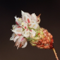 Eriogonum maculatum