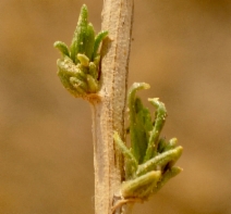 Gutierrezia californica