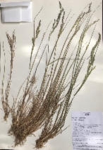 Agrostis capillaris
