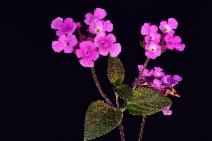 Lantana montevidensis