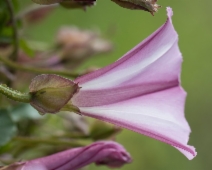 Calystegia macrostegia ssp. cyclostegia