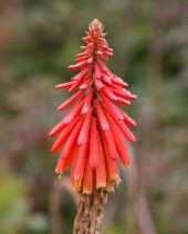 Kniphofia uvaria