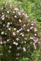 Calystegia macrostegia ssp. cyclostegia