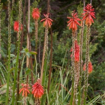 Kniphofia uvaria