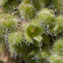 Herniaria hirsuta var. cinerea