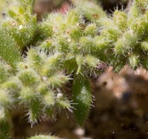 Herniaria hirsuta var. cinerea