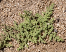 Herniaria hirsuta var. cinerea