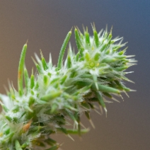 Cardionema ramosissimum