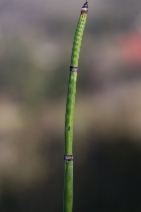 Equisetum hyemale ssp. affine