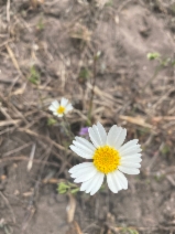 Layia erubescens
