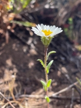 Layia erubescens