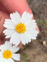 Layia erubescens