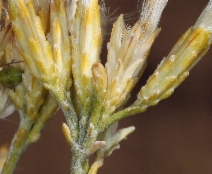 Ericameria nauseosa var. hololeuca