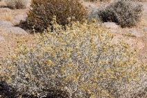 Ericameria nauseosa var. hololeuca