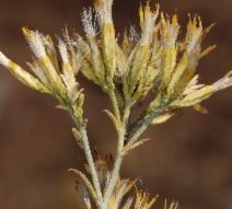 Ericameria nauseosa var. hololeuca