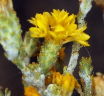 Lessingia glandulifera
