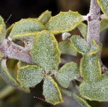 Ceanothus pauciflorus