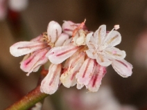 Eriogonum baileyi var. baileyi