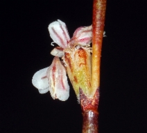 Eriogonum baileyi var. baileyi