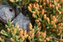 Hesperocyparis sargentii
