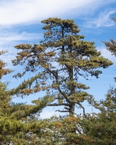 Hesperocyparis sargentii