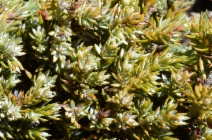 Juniperus communis var. saxatilis