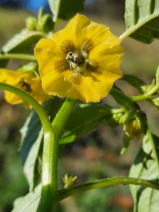 Physalis philadelphica