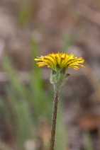 Agoseris grandiflora var. grandiflora