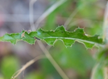 Cirsium arvense