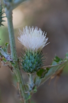 Cirsium arvense